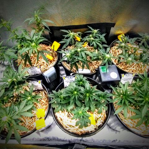 Mephisto assortment  #1 growlog timeline photo