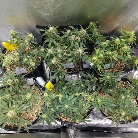Mephisto assortment  #1 growlog timeline photo