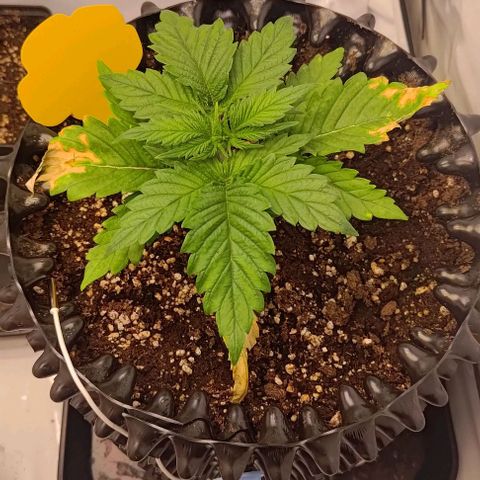 Mimosa Cake growlog timeline photo