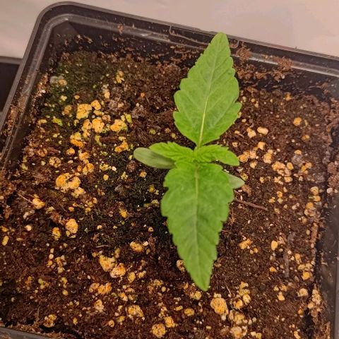 Orange Bud growlog photo