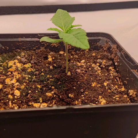 Orange Bud growlog photo