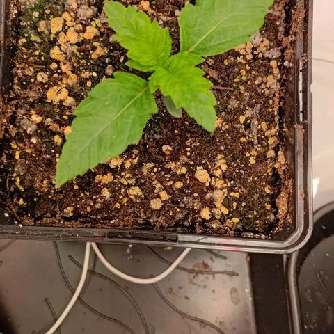 Orange Bud growlog photo