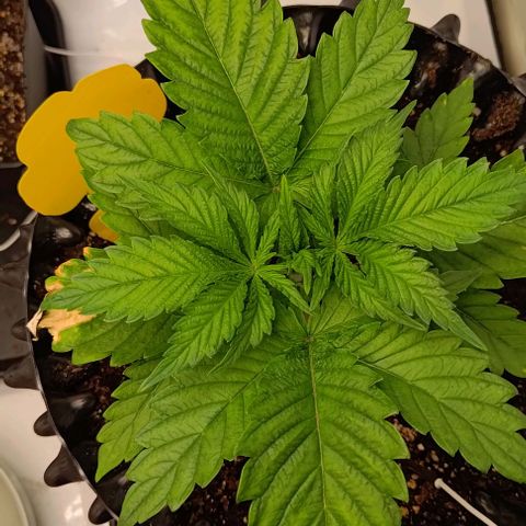 Mimosa Cake growlog timeline photo