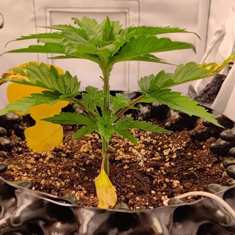 Mimosa Cake growlog timeline photo