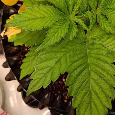 Mimosa Cake growlog timeline photo