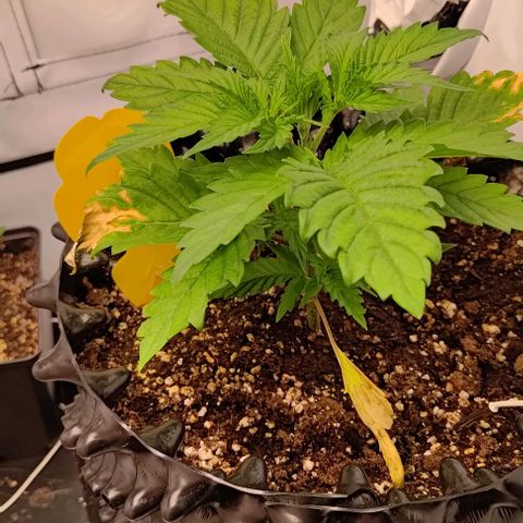 Mimosa Cake growlog timeline photo