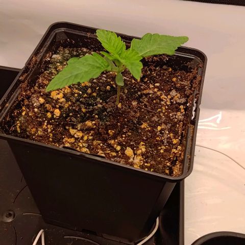 Orange Bud growlog photo