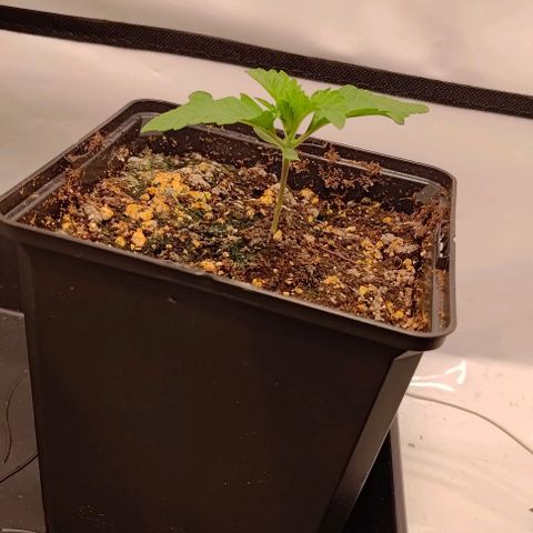 Orange Bud growlog timeline photo