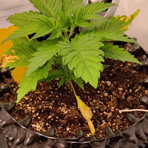Mimosa Cake growlog timeline photo