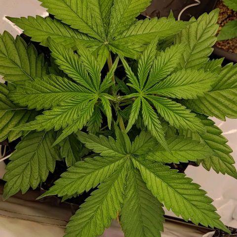 Mimosa Cake growlog photo: Kurz nach dem toppen 