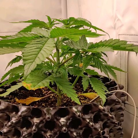 Mimosa Cake growlog photo: Kurz nach dem toppen 