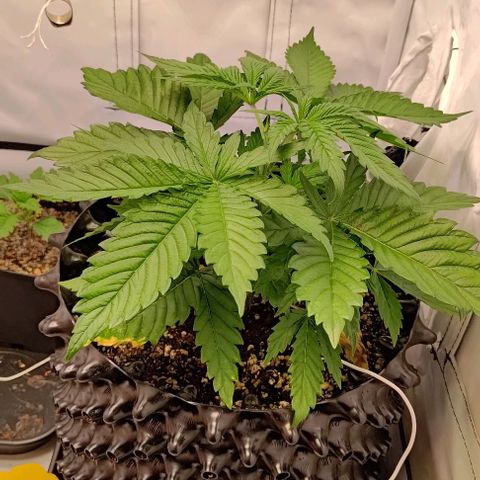 Mimosa Cake growlog photo: Kurz nach dem toppen 