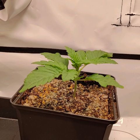 Orange Bud growlog timeline photo