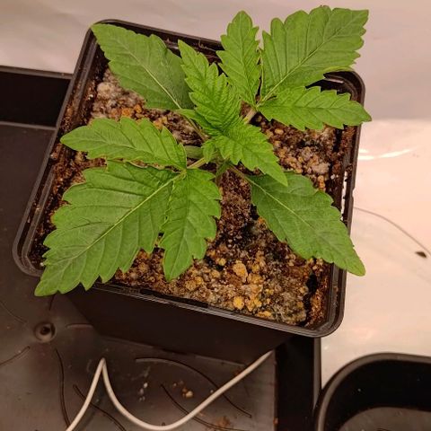 Orange Bud growlog timeline photo