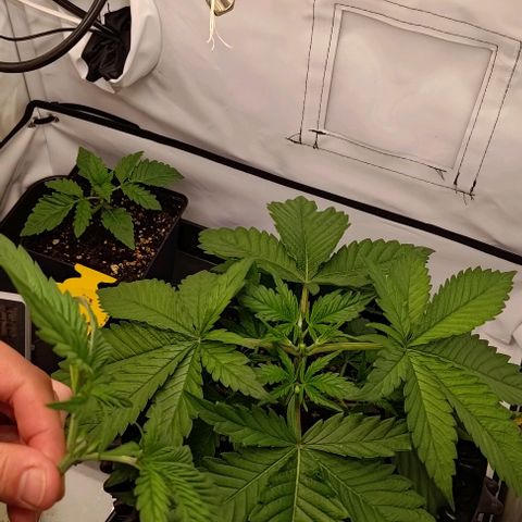Mimosa Cake growlog timeline photo