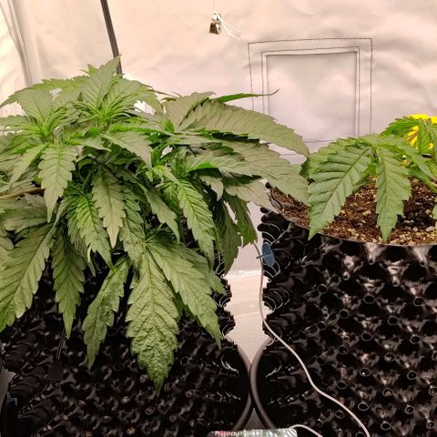 Orange Bud growlog timeline photo