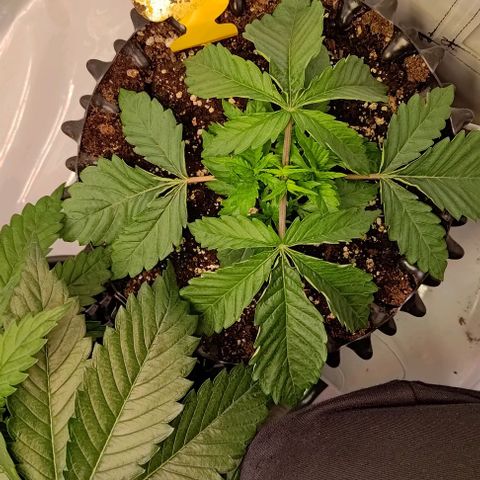 Orange Bud growlog timeline photo