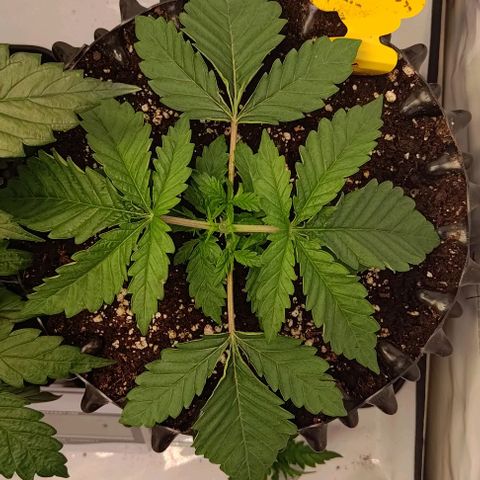 Orange Bud growlog timeline photo