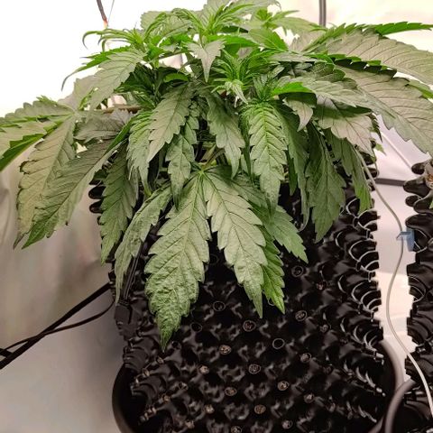 Mimosa Cake growlog timeline photo