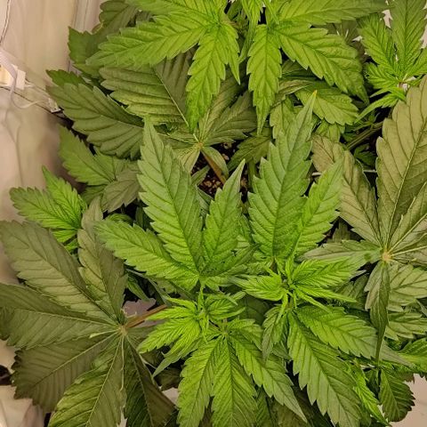 Mimosa Cake growlog timeline photo