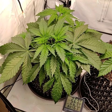 Mimosa Cake growlog timeline photo