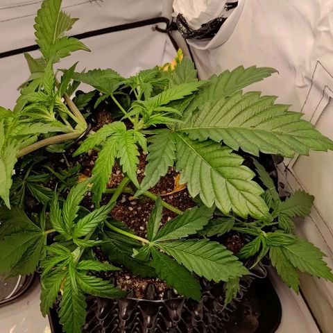 Mimosa Cake growlog timeline photo