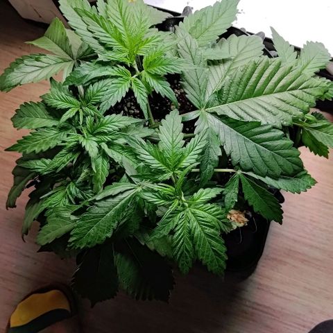 Mimosa Cake growlog timeline photo