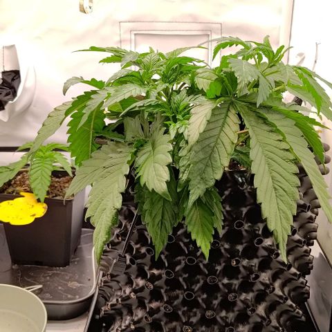 Mimosa Cake growlog timeline photo