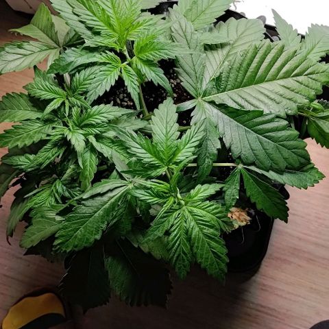 Mimosa Cake growlog timeline photo
