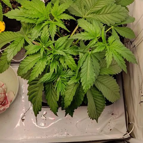Mimosa Cake growlog timeline photo