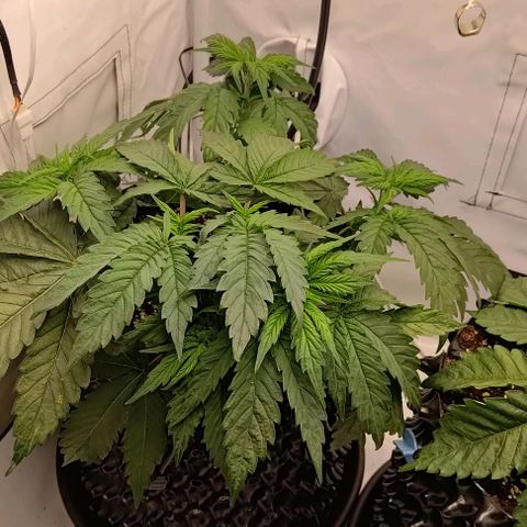 Mimosa Cake growlog timeline photo
