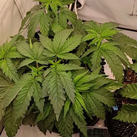 Mimosa Cake growlog timeline photo