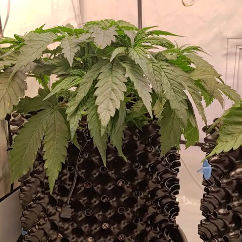Mimosa Cake growlog timeline photo