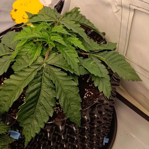 Orange Bud growlog timeline photo