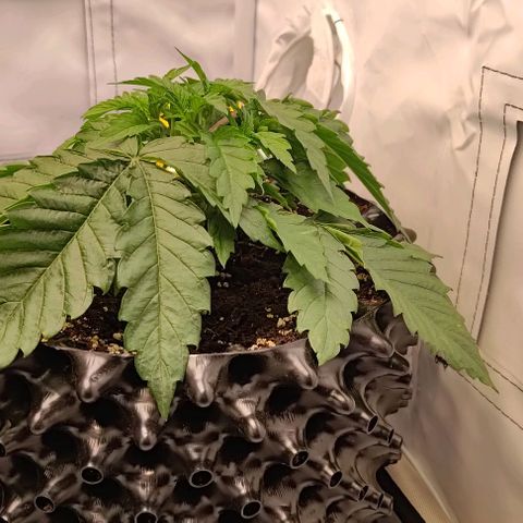 Orange Bud growlog timeline photo