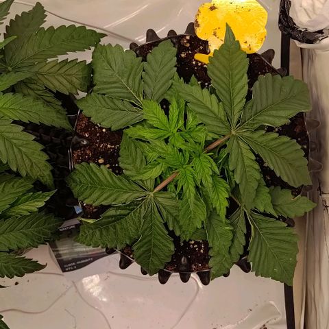 Orange Bud growlog timeline photo