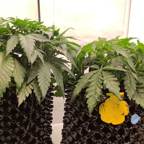 Orange Bud growlog timeline photo