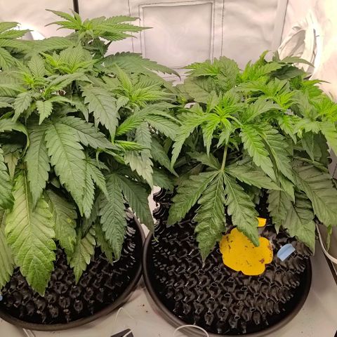 Orange Bud growlog timeline photo