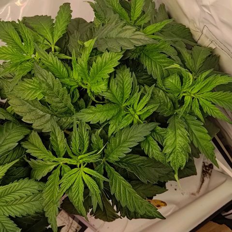 Orange Bud growlog timeline photo