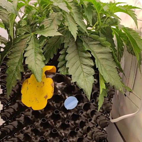 Orange Bud growlog timeline photo