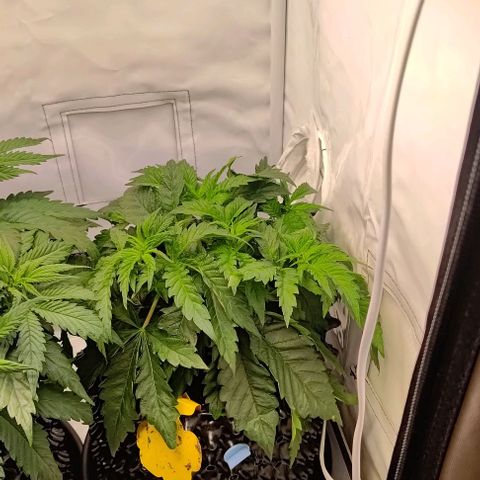 Orange Bud growlog timeline photo