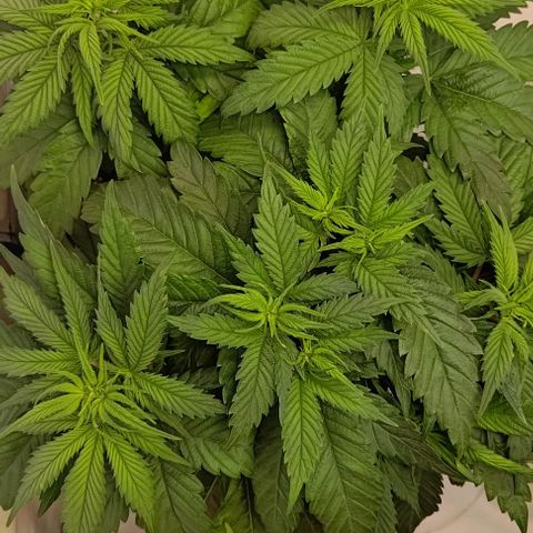 Mimosa Cake growlog timeline photo