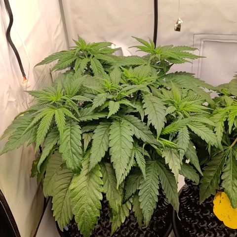 Mimosa Cake growlog timeline photo