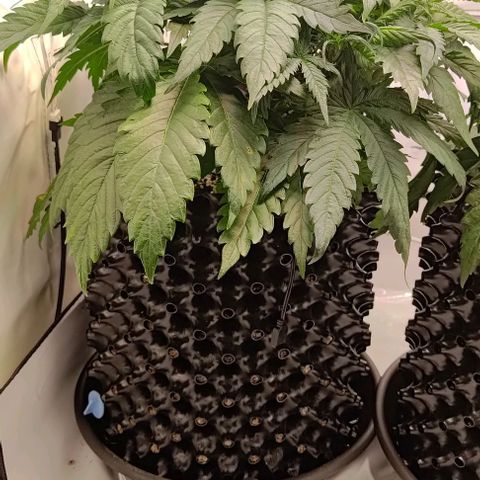 Mimosa Cake growlog timeline photo