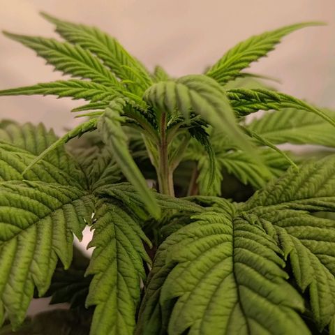 Mimosa Cake growlog timeline photo