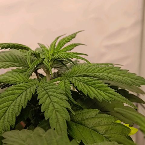 Mimosa Cake growlog timeline photo