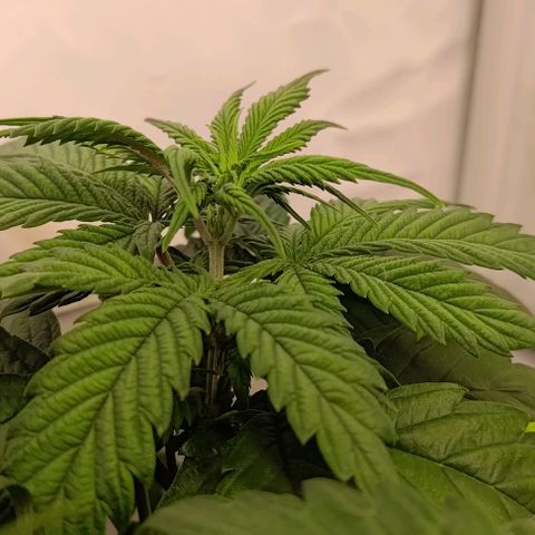 Mimosa Cake growlog timeline photo