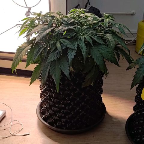 Mimosa Cake growlog timeline photo