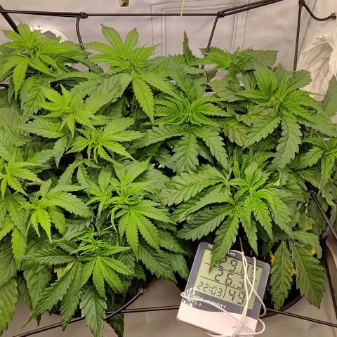 Orange Bud growlog photo: 1 Day after scrog net 