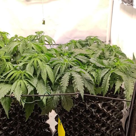 Orange Bud growlog photo: Vor und nach entlauben 